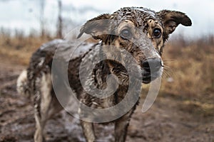 Very dirty and wet mixed breed shepherd dog