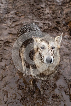 Very dirty and wet mixed breed shepherd dog