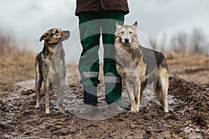 Very dirty and wet mixed breed shepherd dogs standing near faceless owner