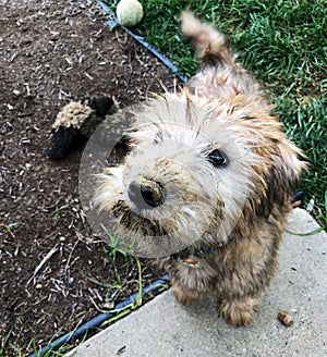 Very Dirty Wheaten Terrier Puppy