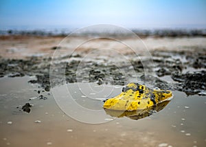 Very dirty yellow Shoe on the shore of a salt lake on a Sunny day