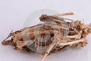 Very dried and shrivelled bird carcass close up on white