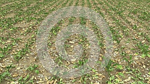 Very drought dry field land with beet sugar Beta vulgaris altissima, drying up the soil, climate change, environmental