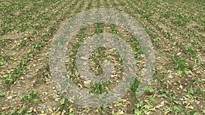 Very drought dry field land with beet sugar Beta vulgaris altissima, drying up the soil, climate change, environmental