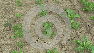 Very drought dry field land with beet sugar Beta vulgaris altissima, drying up the soil cracked, climate change