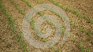 Very drought dry field land leaves garlic Allium cepa drying up the soil cracked, climate change, environmental disaster