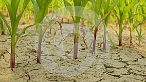 Drought field land maize corn leaves Zea mays, drying up soil, drying up the soil cracked, climate change, environmental