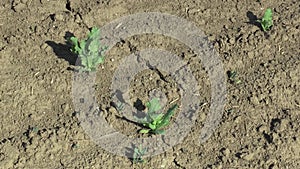 Very drought dry field land with poppy leaves Papaver somniferum, drying up the soil cracked, climate change