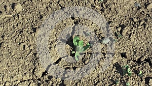 Very drought dry field land with poppy leaves Papaver somniferum, drying up the soil cracked, climate change