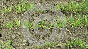 Very drought dry field land with wheat Triticum aestivum, drying up the soil cracked, climate change, environmental