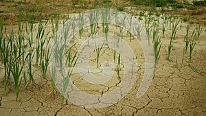 Very drought dry field land wheat Triticum aestivum, drying up soil cracked, climate change, environmental disaster earth cracks,