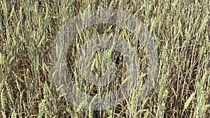 Very drought dry field land with wheat Triticum aestivum unripe ears and leaves and stems, drying up the soil, climate