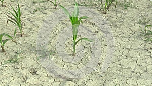 Very drought dry field with maize corn zea mays, drying up the soil