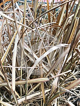 Very dry grass that remained not mowed after summer and autumn.