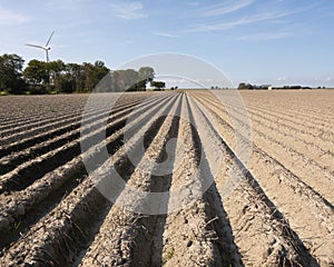 Very dry potatoe field under blue sky in friesland