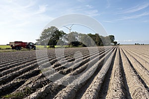 Very dry potatoe field under blue sky in friesland