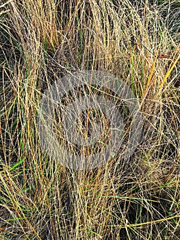 Very dry wild grass.