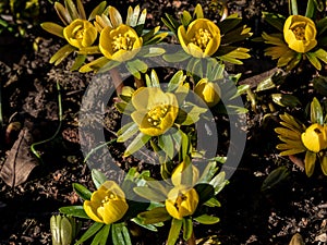 Very early spring bright yellow flower - Winter aconite in bloom in sunlight. One of the earliest of all flowers to appear from