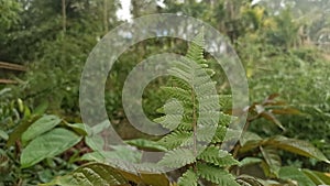 A very elegant fern, they occur in many parts of Bangladesh