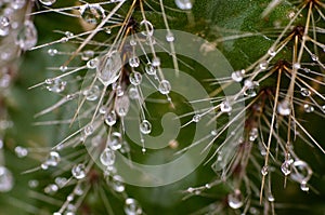 Very epic scene of fresh water drop on thorn of cactus