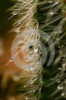 Very epic scene of fresh water drop on thorn of cactus