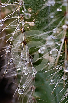 Very epic scene of fresh water drop on thorn of cactus