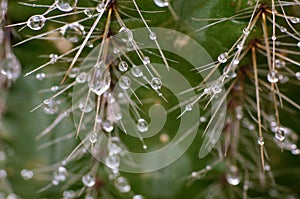 Very epic scene of fresh water drop on thorn of cactus