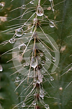 Very epic scene of fresh water drop on thorn of cactus