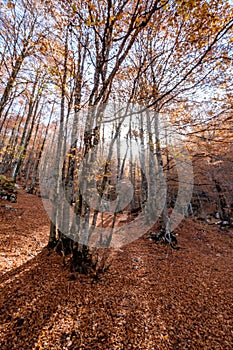 Forca d`Acero, Abruzzo National Park, Italy photo