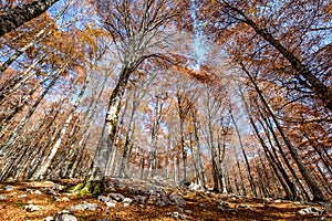 Forca d`Acero, Abruzzo National Park, Italy photo