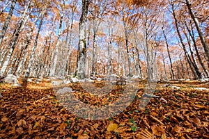 Forca d`Acero, Abruzzo National Park, Italy photo