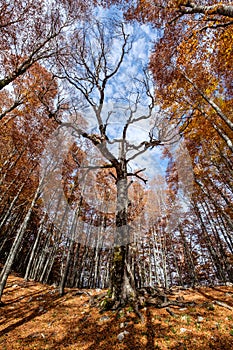 Forca d`Acero, Abruzzo National Park, Italy photo