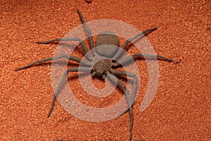 Very fast and creepy six-eyed Sand Spider Sicarius sp