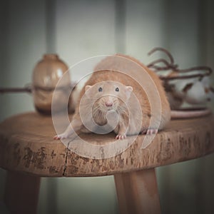 Very fat red rat at home on a table