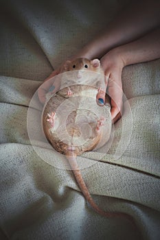 Very fat red rat at home on a table