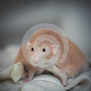 Very fat red rat at home on a table