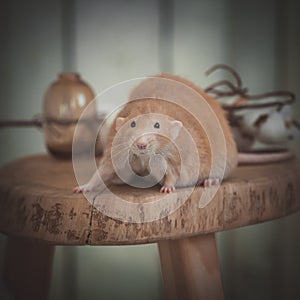 Very fat red rat at home on a table photo