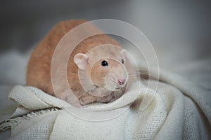Very fat red rat at home on a table photo