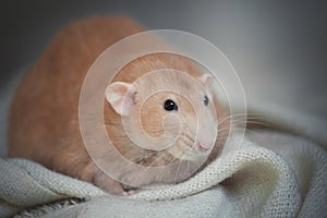 Very fat red rat at home on a table photo