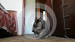 A very fat sick cat in the old grandmother`s room lies on the floor on its thick sides