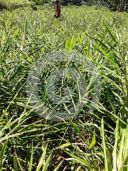 Very fertile ginger plants are planted by farmers who are experts in ginger planting patterns