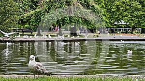 Very few ducks Seaguls in the park . photo
