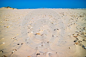 Beach with a lot of seashells on seashore in South Padre Island, Texas