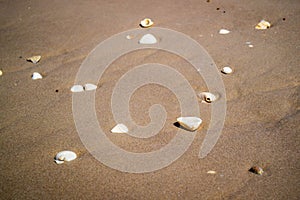 Beach with a lot of seashells on seashore in South Padre Island, Texas