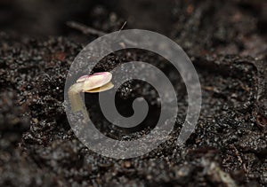 Very first tiny germinant