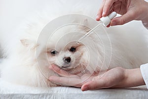 Very fluffy white small dog pomeranian next to the hands with an eyedropper drip into the eyes of the pet, grooming eye