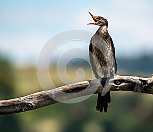 A very focal reed cormorant.