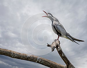 A very focal whiskered tern against a cloudy background.