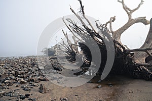 Very foggy morning on Driftwood Beach - Jekyll Island Georiga USA. Large tree roots exposed on the beach, low visibility, lots of