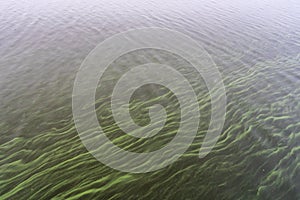 During a very foggy morning the wind blows the floating algae in graceful lines over the water of lake Zoetermeerse Plas